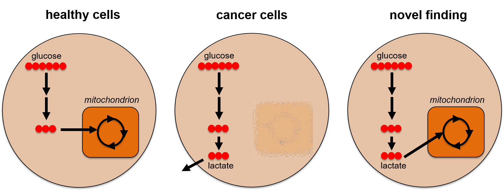Glucose is metabolized to lactate in most cancer cells